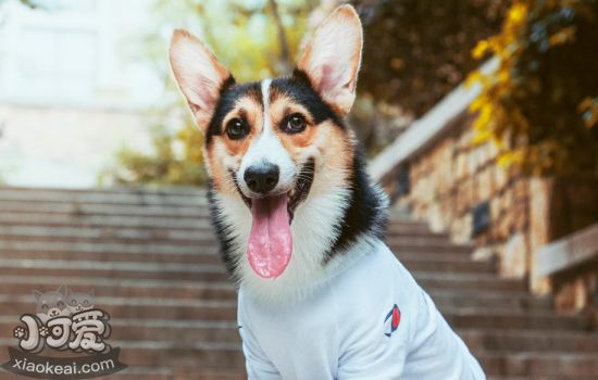 小型犬养什么比较好养 这些狗狗可以考虑