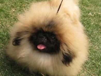 今天给大家介绍一下那些小型的宠物狗，特别适合在家养