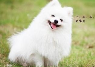 今天给大家介绍一下那些小型的宠物狗，特别适合在家养