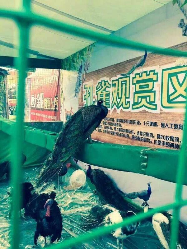 福州百鸟展资源租赁