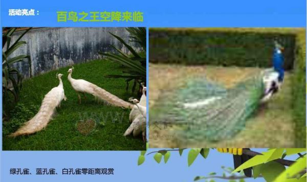 福州百鸟展资源租赁