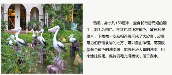 福州百鸟展资源租赁
