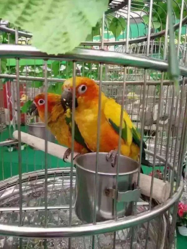 红河百鸟展出租报价