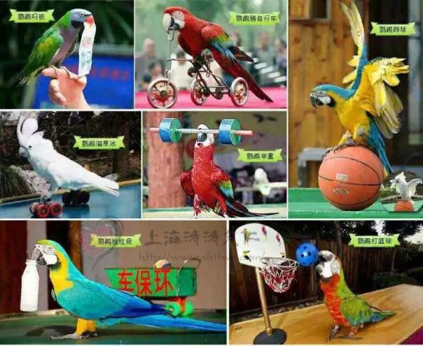 甘南百鸟展租赁费用