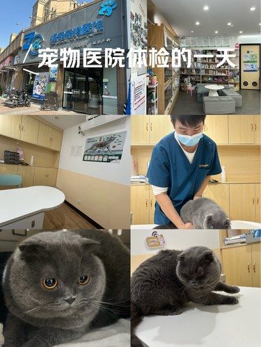 带着毛孩子体检的一天