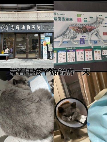 医院里的猫咪日常