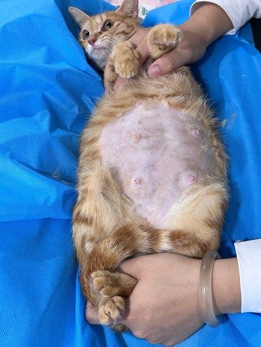 猫咪体检