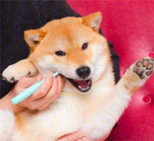 宠物也需要刷牙吗？怎么刷？