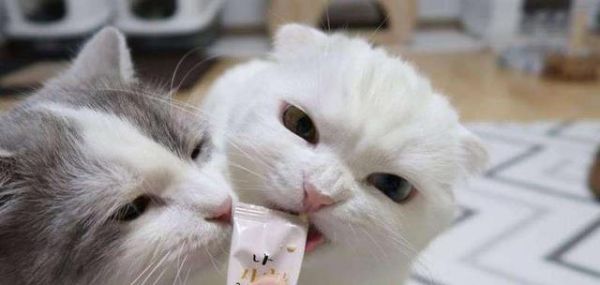 猫咪刷牙咬人怎么办（宠物口腔护理中的难点与解决方案）