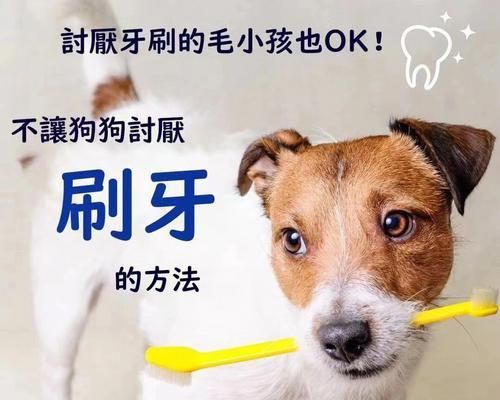 如何给宠物狗刷牙（学习正确的狗狗刷牙方法）