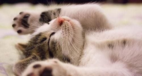 猫咪发情期间能否洗澡（洗澡前必须掌握的注意事项）