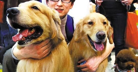 狗狗发情期的判断与应对（如何通过行为变化）