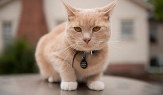 猫咪狗狗智商高，宠物界小天才！