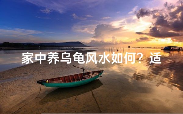 家中养乌龟风水如何?适宜家居的吉祥宠物