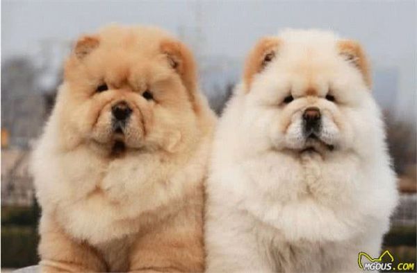 狗狗寿命排行榜：这10种狗狗都是“长寿汪”，你家狗子排第几？