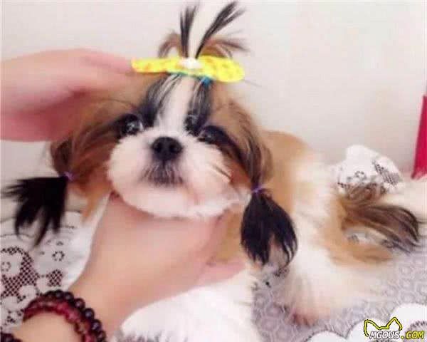 狗狗寿命排行榜：这10种狗狗都是“长寿汪”，你家狗子排第几？