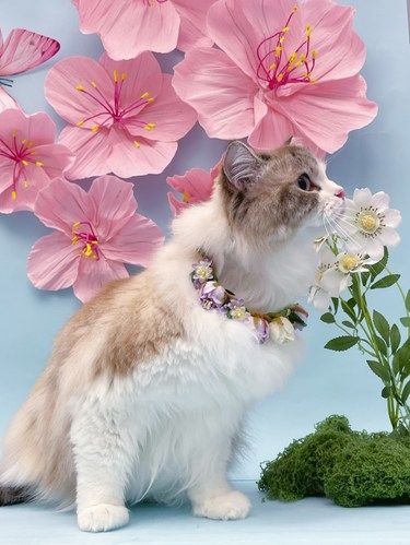 活泼猫咪的美好晒一下我的仙女猫