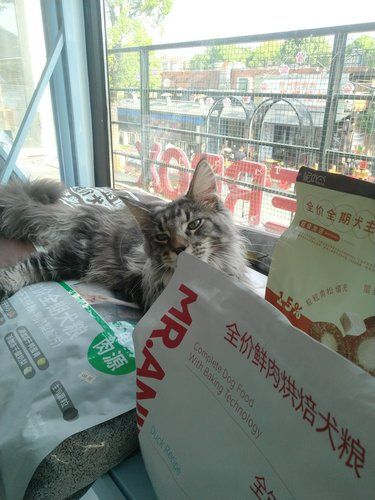 智慧湾体验一把猫狗双全的快乐