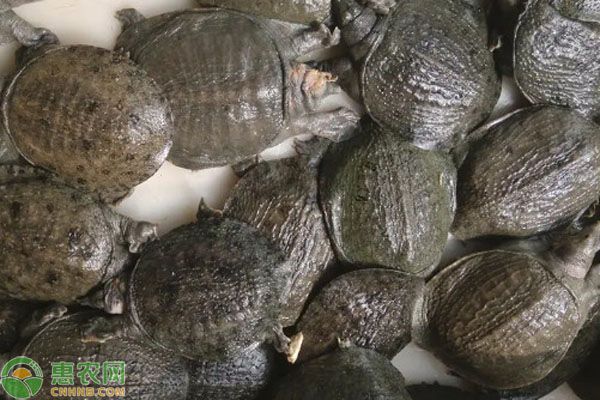甲鱼吃什么怎么喂养-图片版权归惠农网所有