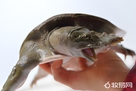 甲鱼怎么养才能活