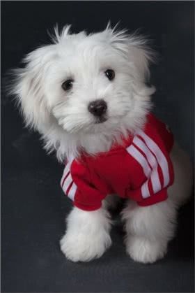 棉花面纱犬图片