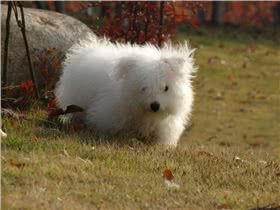 棉花面纱犬图片