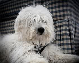 棉花面纱犬图片