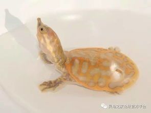 甲鱼宠物养护指南？如何正确喂养、清洁和治疗甲鱼宠物