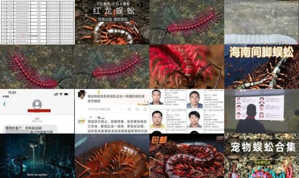 泰国红龙蜈蚣