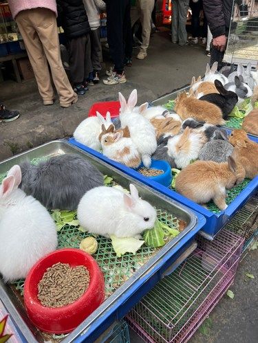 广州花鸟鱼虫世界+本地美食半天游