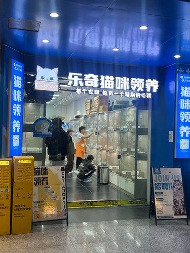宠物猫领养