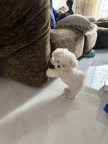 到家三天的比熊幼犬