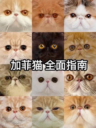 加菲猫｜肥宅快乐哲学，人类退下，本喵躺躺||
