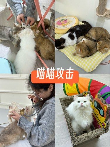 放松喵～心情也融化
