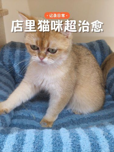 猫咪天地～宠物乐园