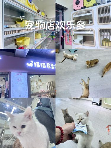 猫咪天地～宠物乐园