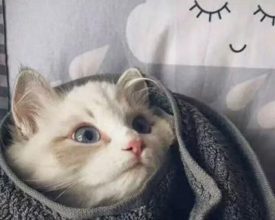 用猫咪头像的人，究竟想表达什么（从宠物到个人形象）