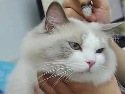 为小狗“扎针”、给小猫“艾灸”,如今宠物也开始尝试中医治疗了