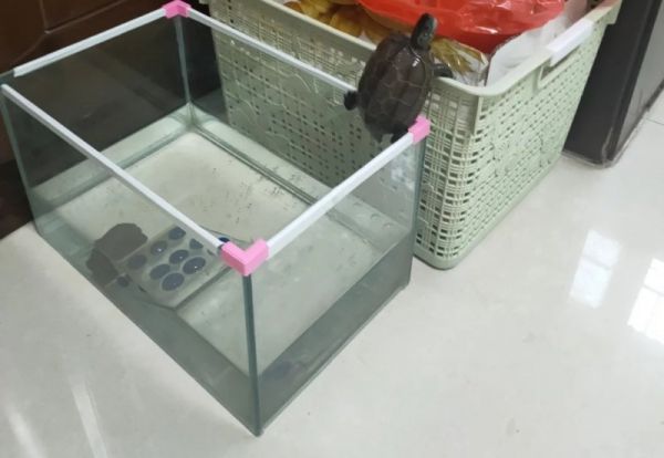 养了30多天的鳄龟在家里走丢怎么办，宠物鳄龟跑掉了怎么办