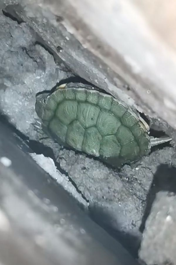 养了30多天的鳄龟在家里走丢怎么办，宠物鳄龟跑掉了怎么办