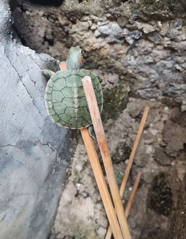 养了30多天的鳄龟在家里走丢怎么办，宠物鳄龟跑掉了怎么办