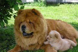 世界名犬NO:52中国的“松狮犬”和大家一起科普