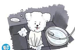 给狗狗美容是多此一举，有钱没处花？相反，常常还挺有必要的