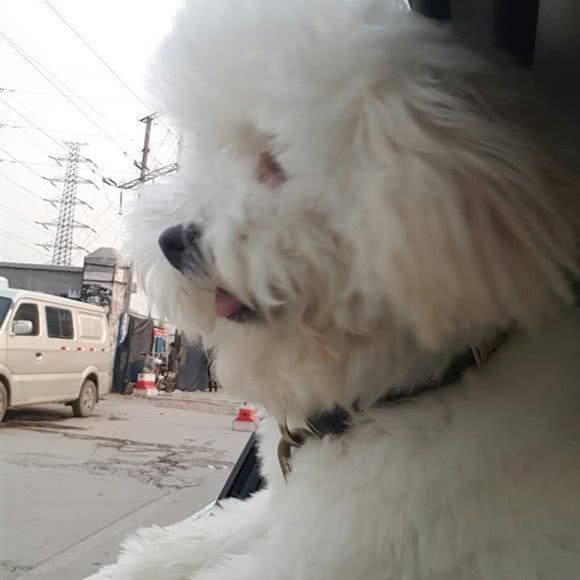 汪爸宠物:郑州市金水区东建材附近