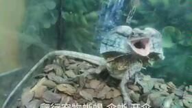 “睫角守宫宠物大小速查指南”