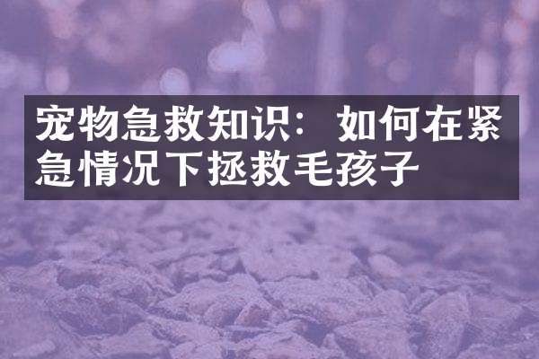 宠物急救知识：如何在紧急情况下拯救毛孩子