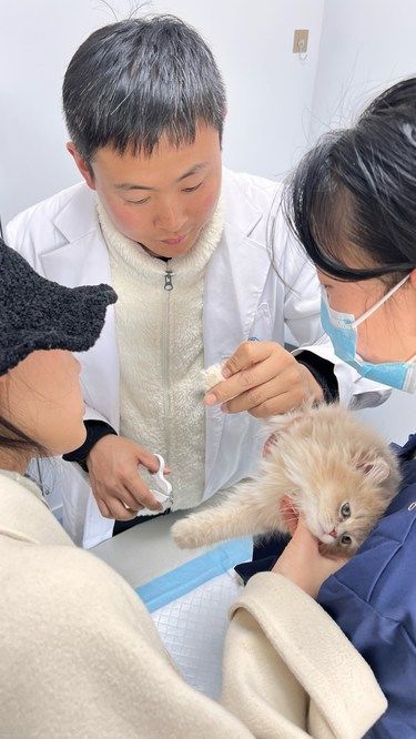我的宠物医生梦想启航