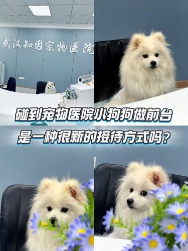 狗子全程微笑式服务，挺急的 ，不会说话，找谁