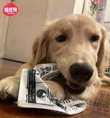 遇到狗狂叫，如何应对（以宠物为主的防御技巧）