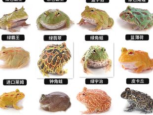 活体宠物青蛙蝌蚪黄金绿角蛙活物蝴蝶角蛙钟角蛙霸王小丑非洲牛蛙